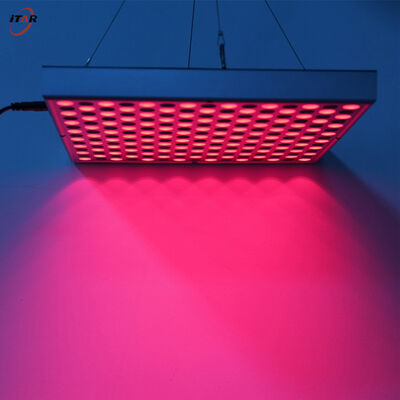Red Light Infrared Light Therapy 2KG for Improved Pain Management